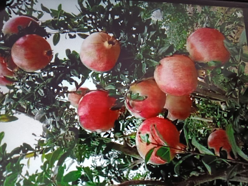 河阴软籽次品果代办