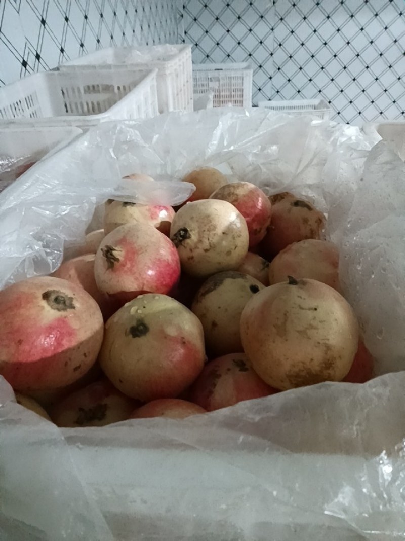 河阴软籽次品果代办