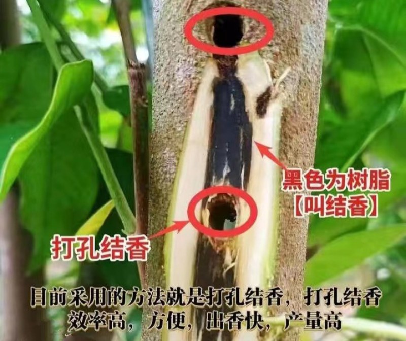 新一代棋楠嫁接苗沉香苗好品种奇楠苗结香快包结香