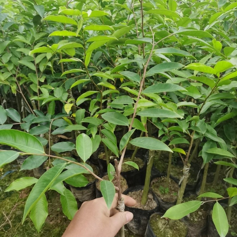 新一代棋楠嫁接苗沉香苗好品种奇楠苗结香快包结香