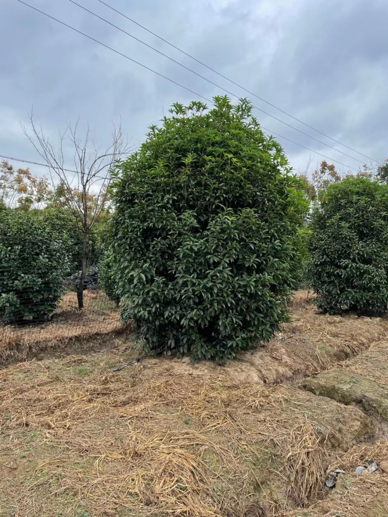 丛生地笼桂花树，2一3米冠幅大量供应，欢迎订购