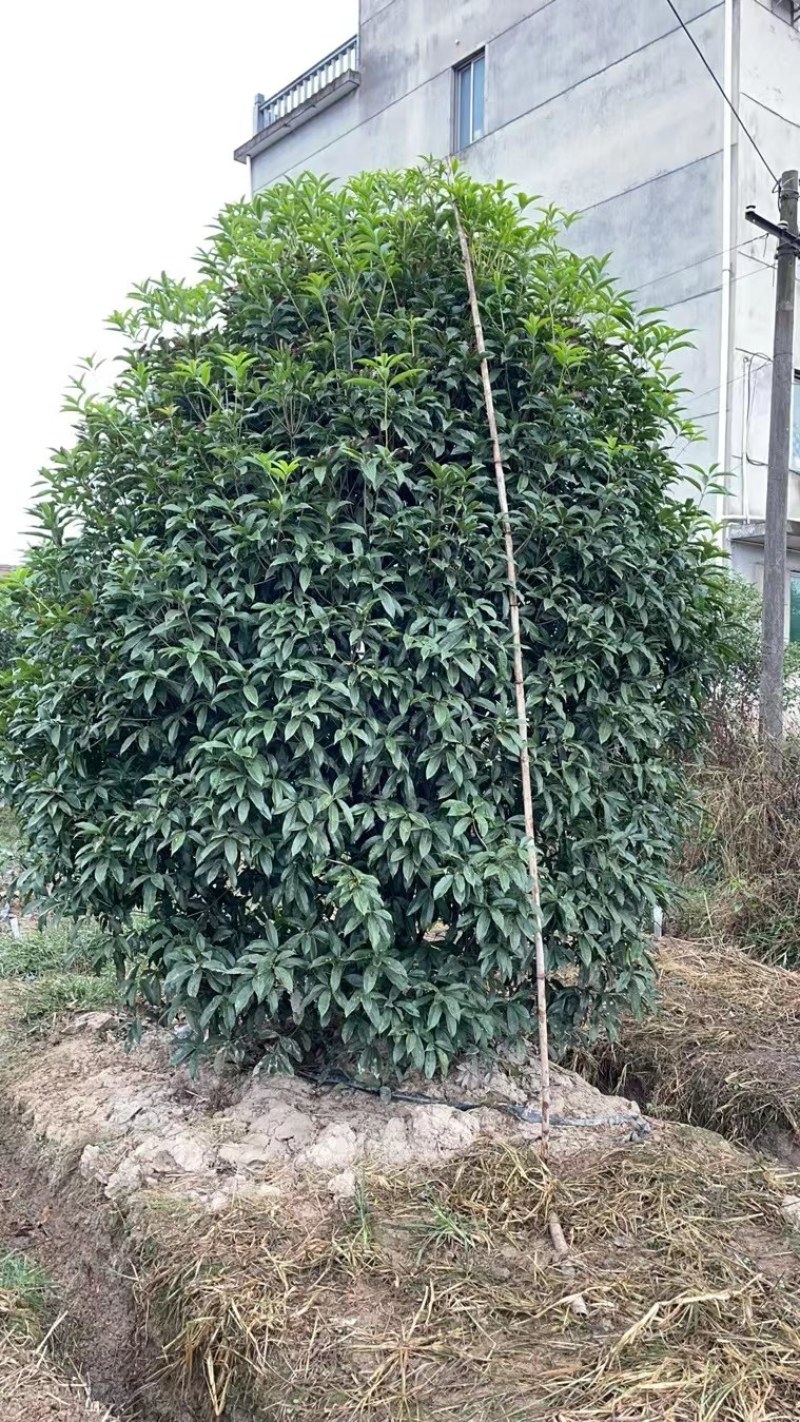 丛生地笼桂花树，2一3米冠幅大量供应，欢迎订购