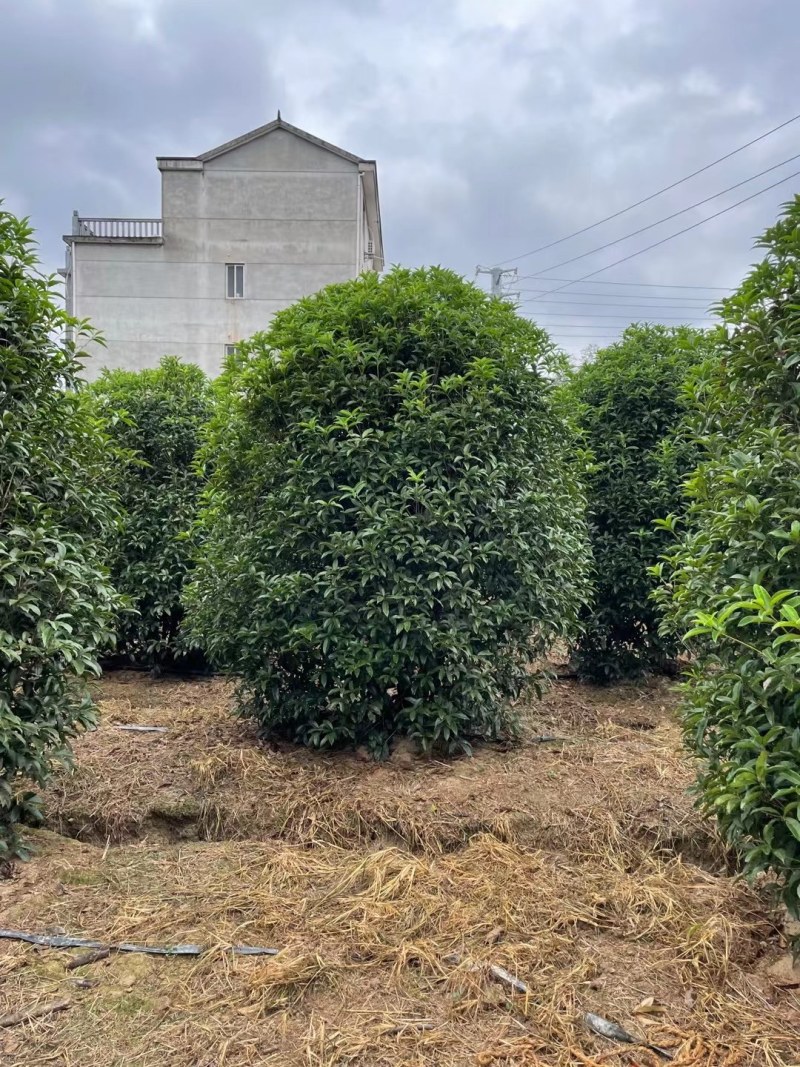 丛生地笼桂花树，2一3米冠幅大量供应，欢迎订购