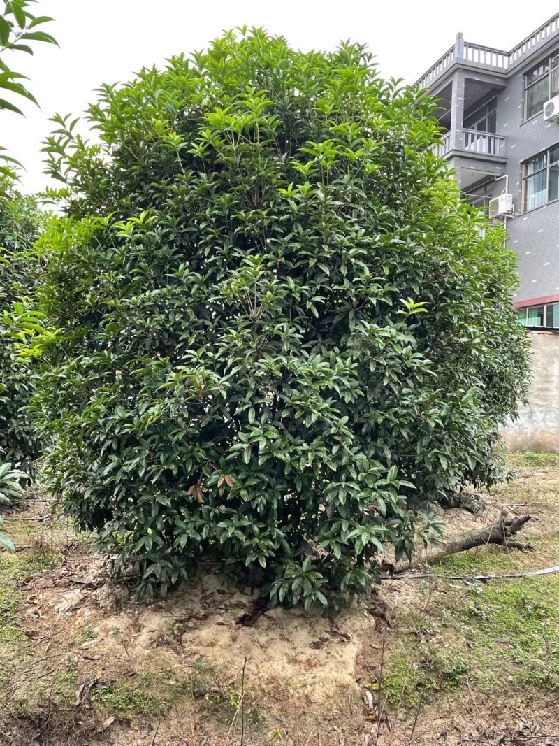 丛生地笼桂花树，2一3米冠幅大量供应，欢迎订购