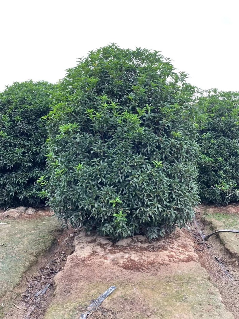 丛生地笼桂花树，2一3米冠幅大量供应，欢迎订购