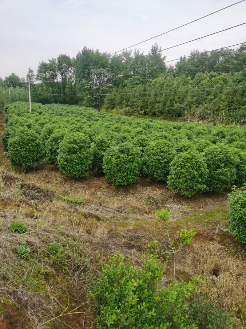 丛生地笼桂花树，2一3米冠幅大量供应，欢迎订购