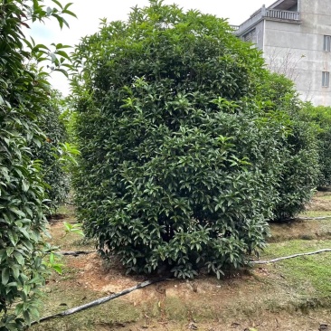 丛生地笼桂花树，2一3米冠幅大量供应，欢迎订购
