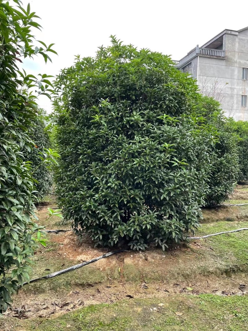 丛生地笼桂花树，2一3米冠幅大量供应，欢迎订购