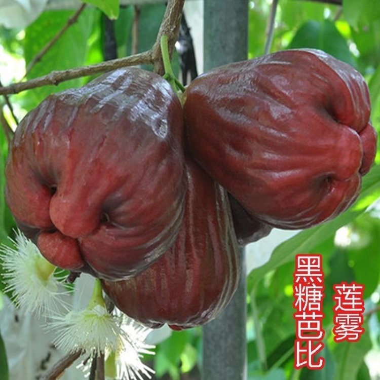 黑金刚莲雾苗批发]新品黑糖芭比莲雾果树苗嫁接苗大叶红果苗黑