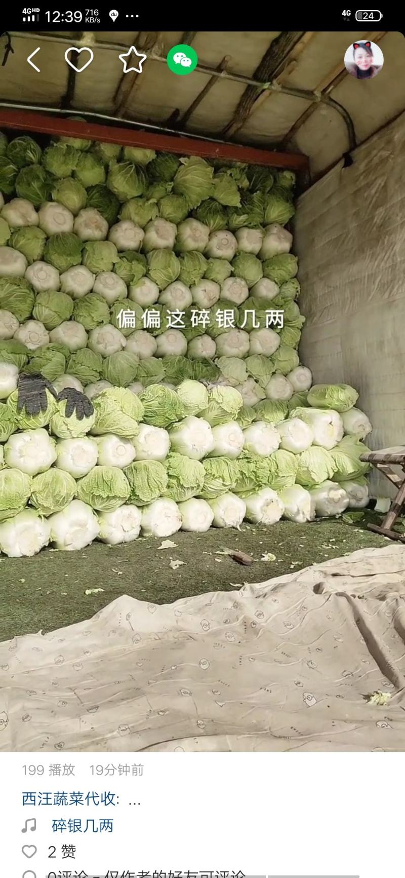 冬储大白菜棵型好颜色绿欢迎各界朋友来采购