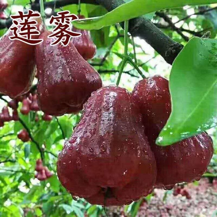 黑金刚莲雾苗批发]新品黑糖芭比莲雾果树苗嫁接苗大叶红果苗黑珍珠黑