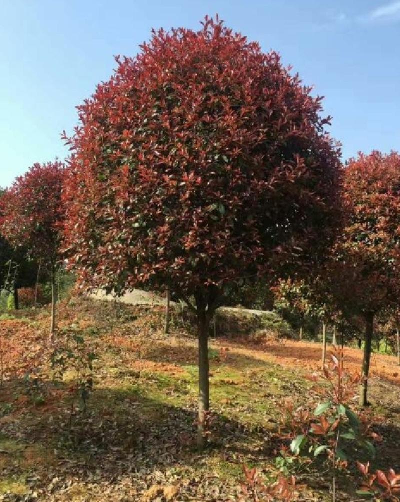 红叶石楠树，质量好价格优，大量出售，欢迎订购