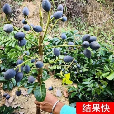 乌橄榄果树工艺榄嫁接苗四季黑榄耐寒南北方种植正宗嫁接黑榄