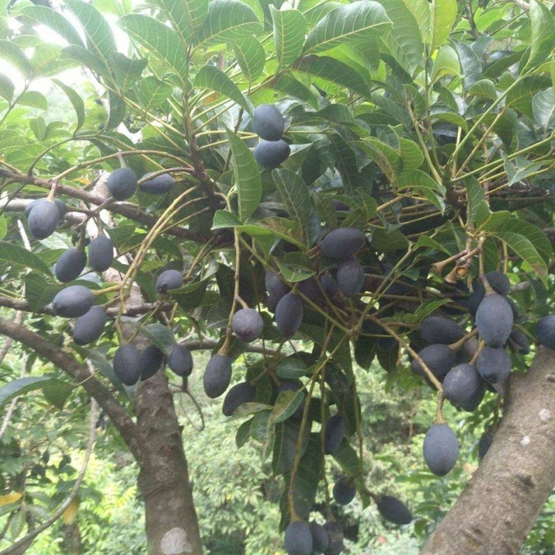 乌橄榄果树工艺榄嫁接苗四季黑榄耐寒南北方种植正宗嫁接黑榄