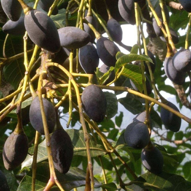 乌橄榄果树工艺榄嫁接苗四季黑榄耐寒南北方种植正宗嫁接黑榄