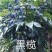 乌橄榄果树工艺榄嫁接苗四季黑榄耐寒南北方种植正宗嫁接黑榄