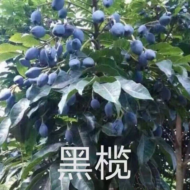 乌橄榄果树工艺榄嫁接苗四季黑榄耐寒南北方种植正宗嫁接黑榄