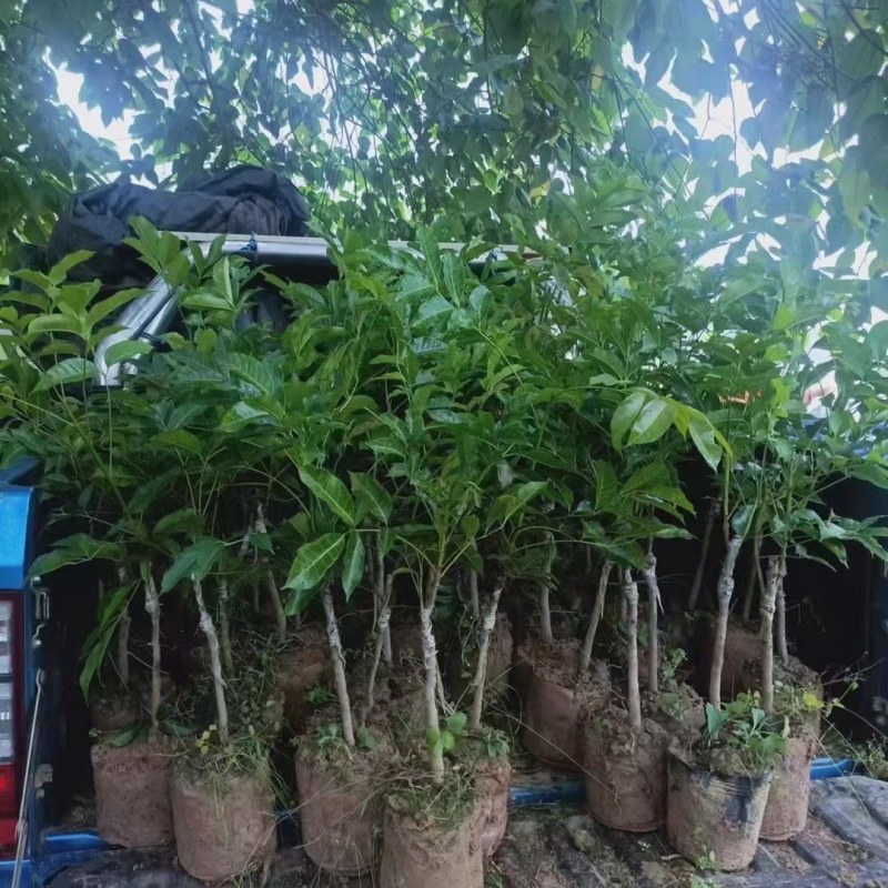 乌橄榄果树工艺榄嫁接苗四季黑榄耐寒南北方种植正宗嫁接黑榄