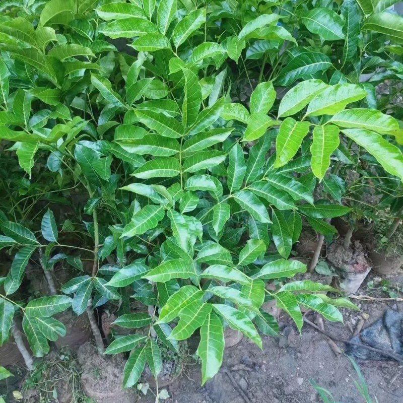 乌橄榄果树工艺榄嫁接苗四季黑榄耐寒南北方种植正宗嫁接黑榄