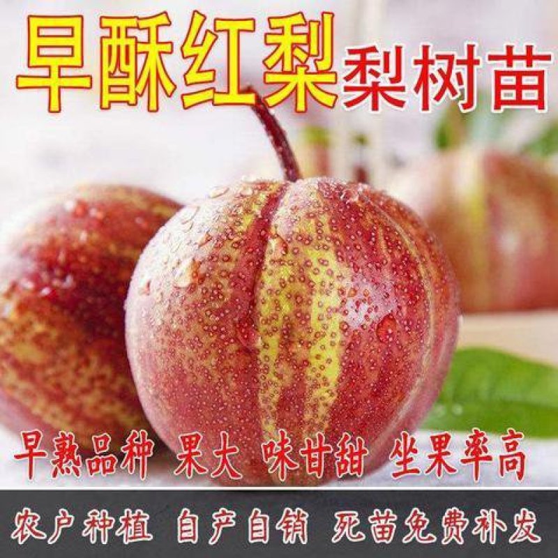 早酥红梨树苗彩虹梨苗条红梨树早熟梨新品种嫁接梨苗