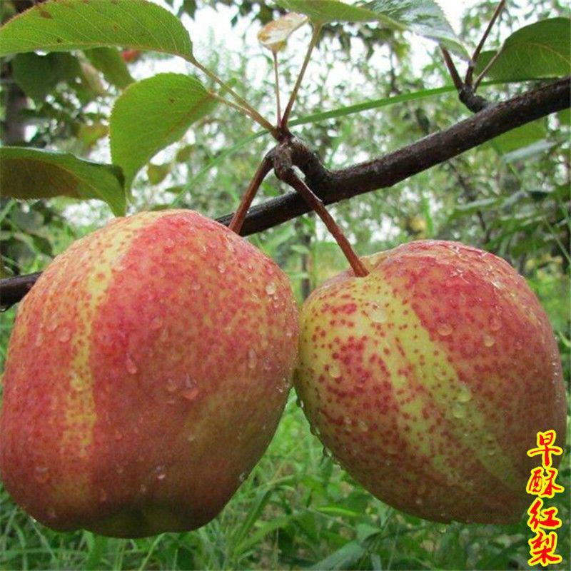 早酥红梨树苗彩虹梨苗条红梨树早熟梨新品种嫁接梨苗