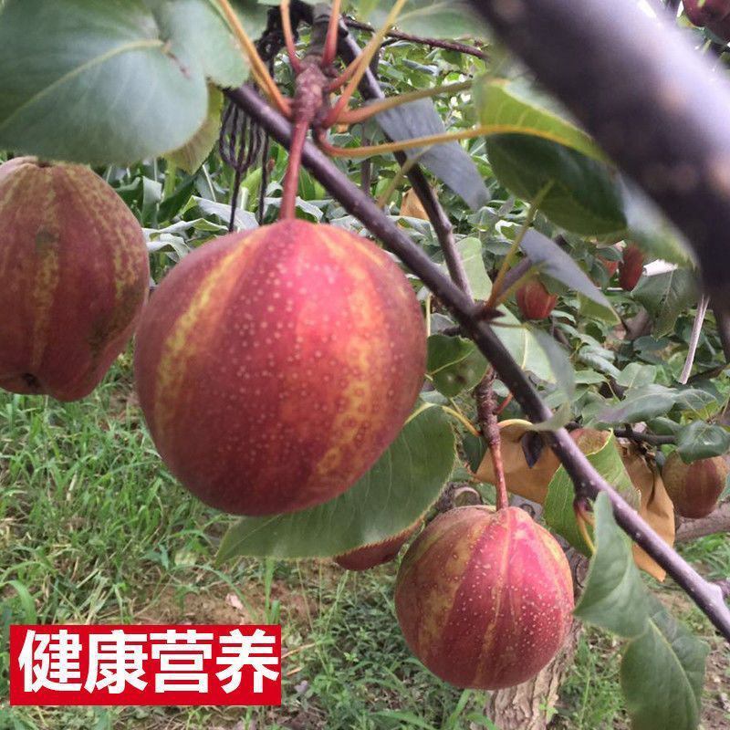 早酥红梨树苗彩虹梨苗条红梨树早熟梨新品种嫁接梨苗