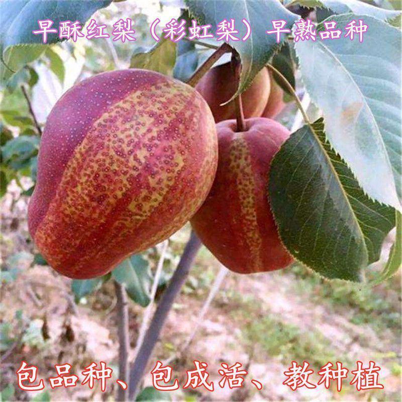早酥红梨树苗彩虹梨苗条红梨树早熟梨新品种嫁接梨苗