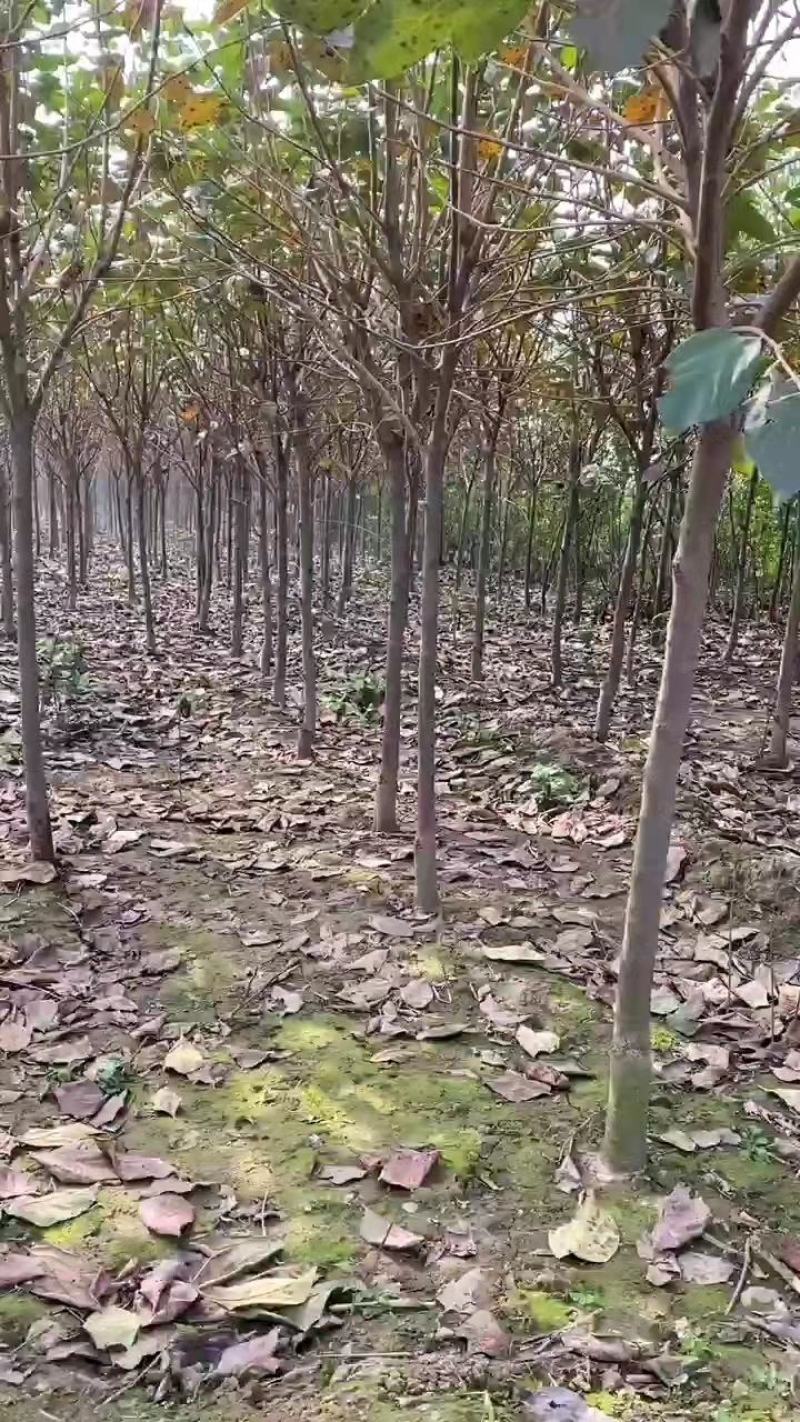 河南柿子苗（阳丰甜柿火晶柿）基地量大！可全国保湿发货！