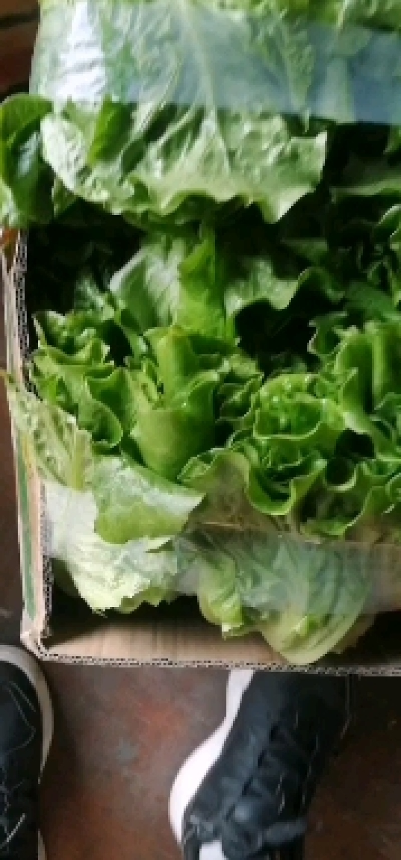 精品生菜，大量供应，质量优良，大鹏一手货源