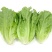 精品生菜，大量供应，质量优良，大鹏一手货源