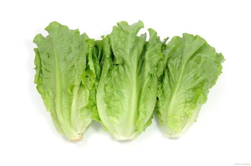 精品生菜，大量供应，质量优良，大鹏一手货源