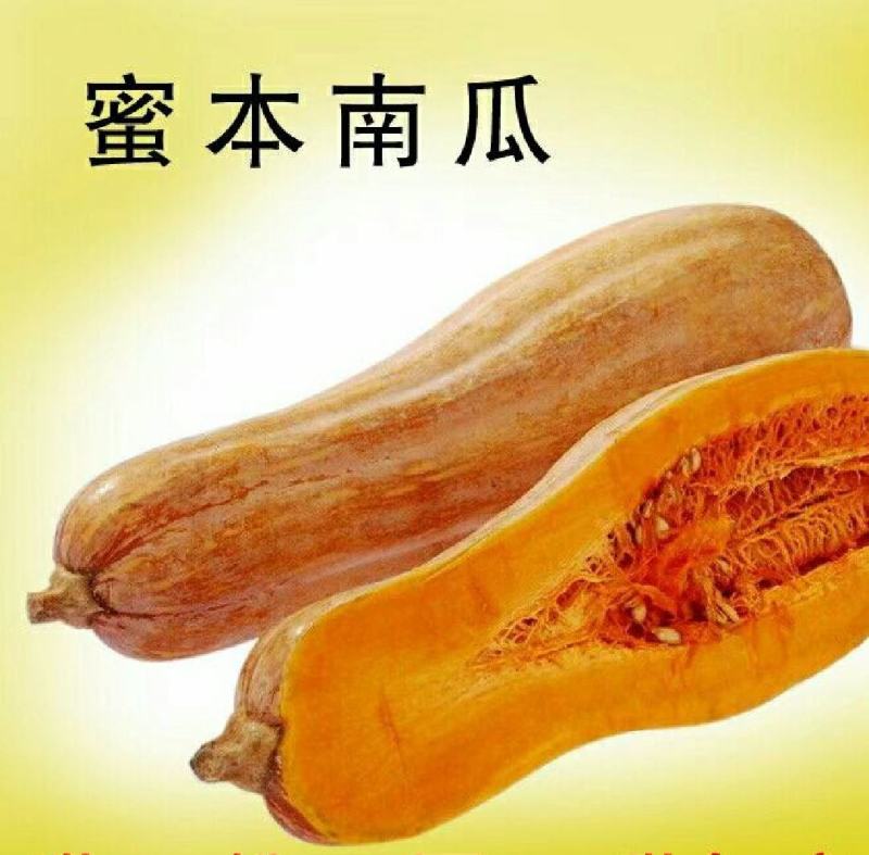 全黄金韩蜜本南瓜超市老南瓜5斤起电商南瓜工厂养殖南瓜