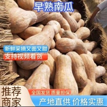 全黄老南瓜金韩蜜本南瓜工厂养殖大南瓜食堂小南瓜