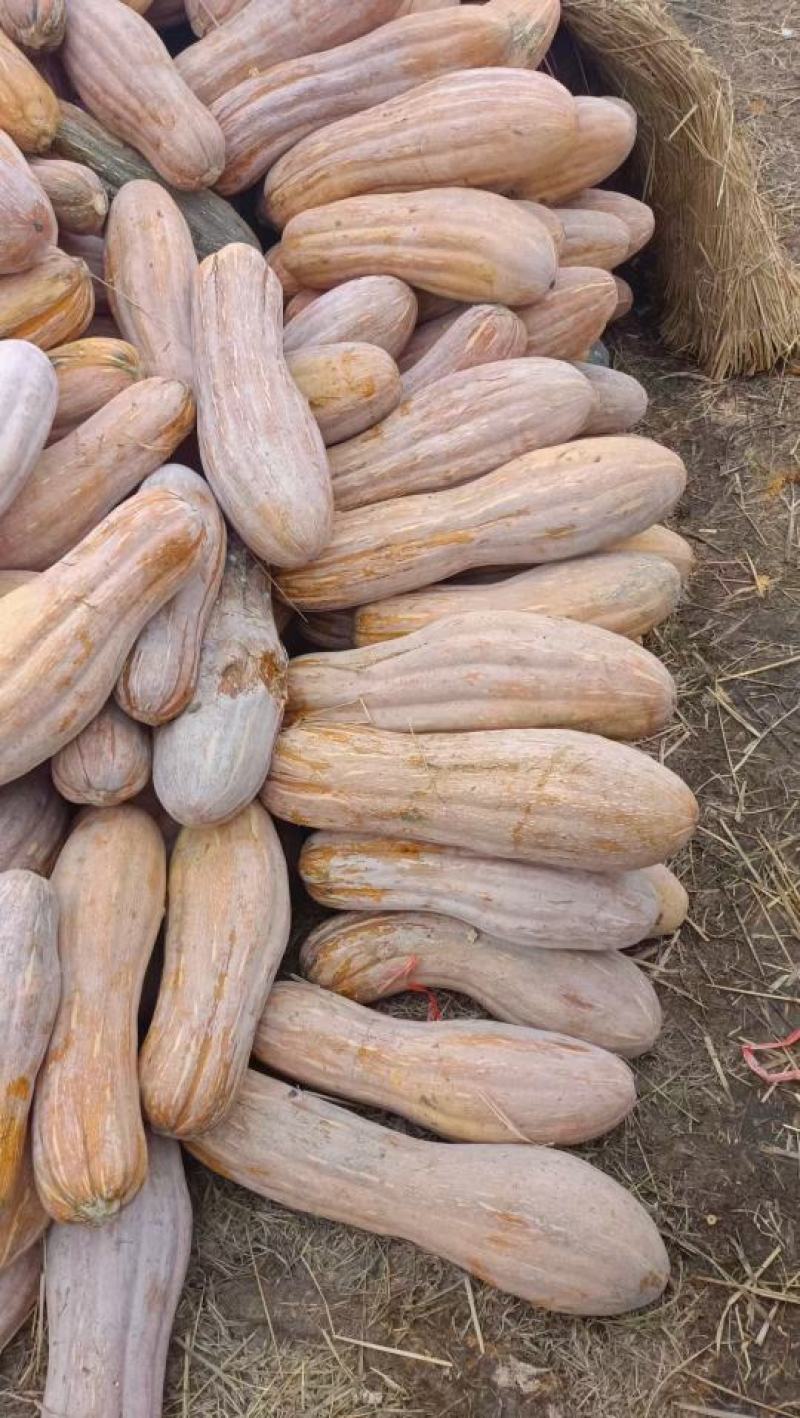 全黄老南瓜金韩蜜本南瓜工厂养殖大南瓜食堂小南瓜