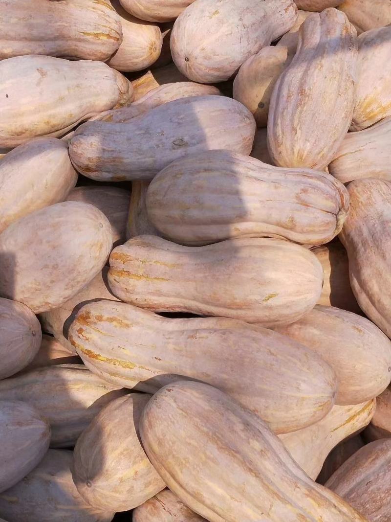 全黄老南瓜金韩蜜本南瓜工厂养殖大南瓜食堂小南瓜