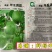 全兴早瓜满园杂交早熟优质小冬瓜单瓜2-8千克