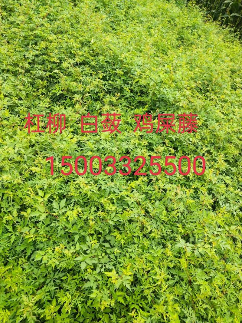 白蔹高速绿化一手货源