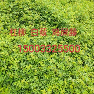 白蔹高速绿化一手货源