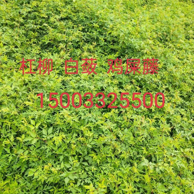 白蔹高速绿化一手货源
