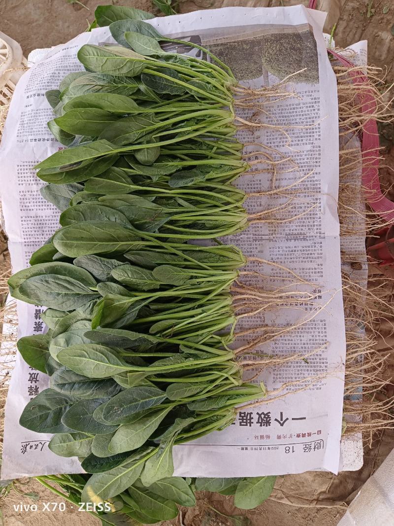 精品大棚菠菜，一手货源，专业实力，产地直供，专业实力代办