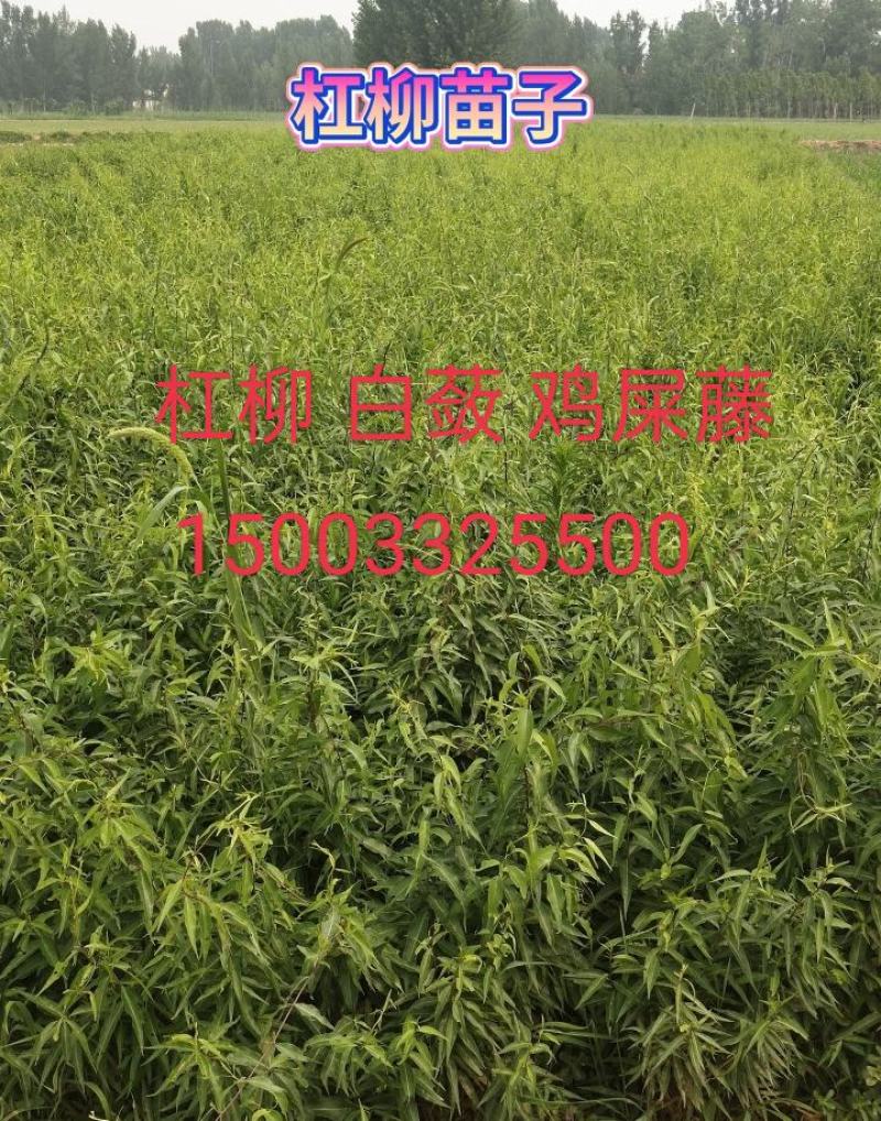 杠柳高速绿化一手货源