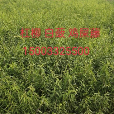 杠柳高速绿化一手货源