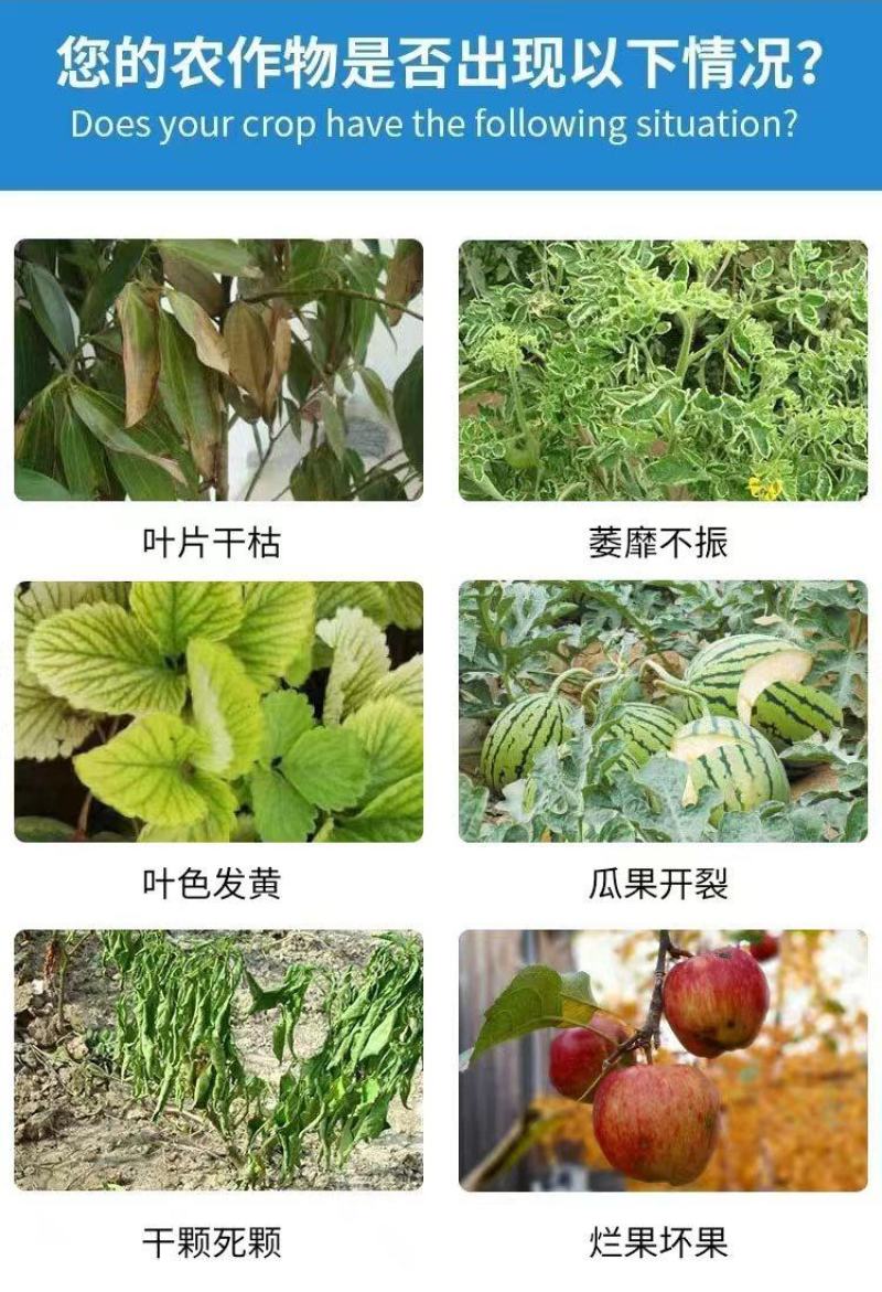 海藻鱼蛋白冲施肥保花保果生根壮秧改良土壤