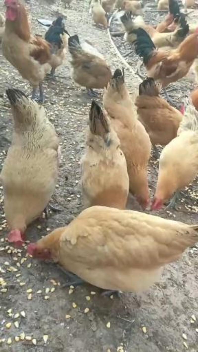 母鸡:老母鸡，黄油老母鸡。小母鸡，开产小母鸡。
