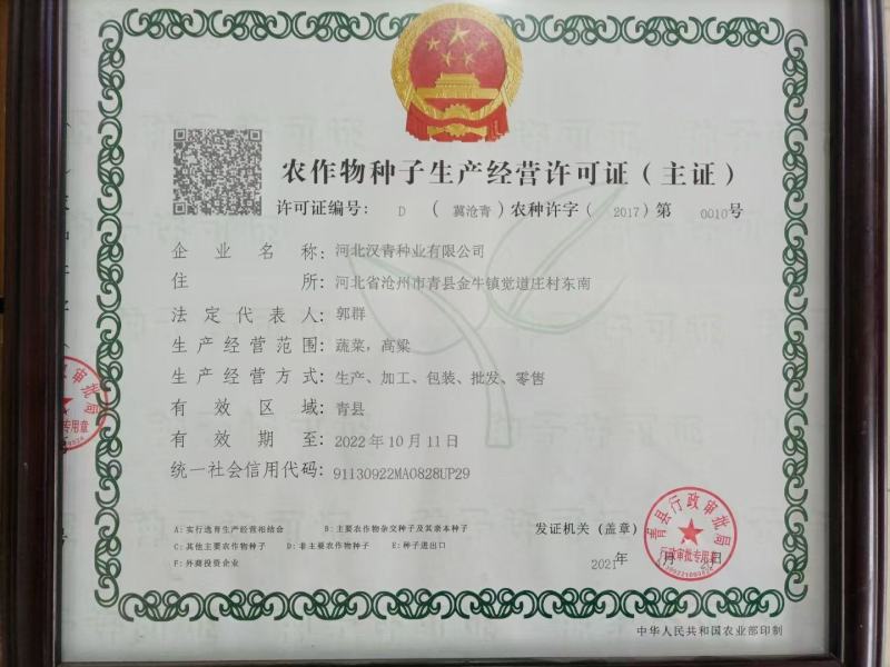 河北汉青种业厂家直销杂交高产品种：青糯35号