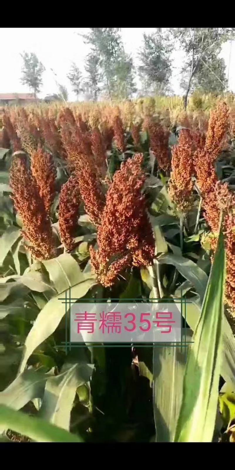 河北汉青种业厂家直销杂交高产品种：青糯35号