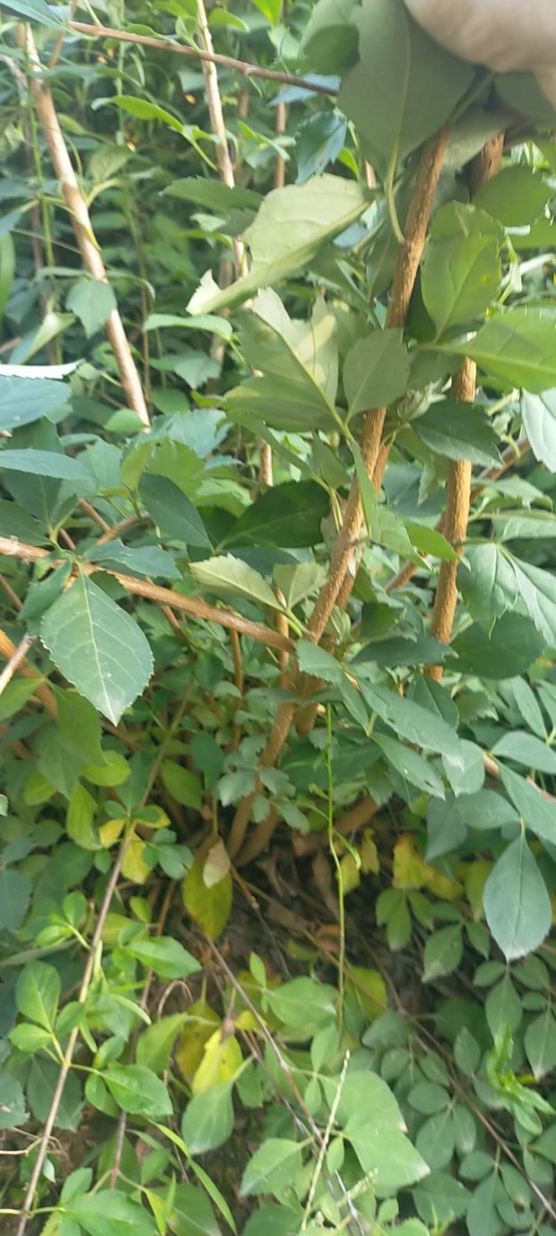 连翘苗各种规格齐全，支持线上交易，快递发货，价格低