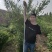 连翘苗各种规格齐全，支持线上交易，快递发货，价格低