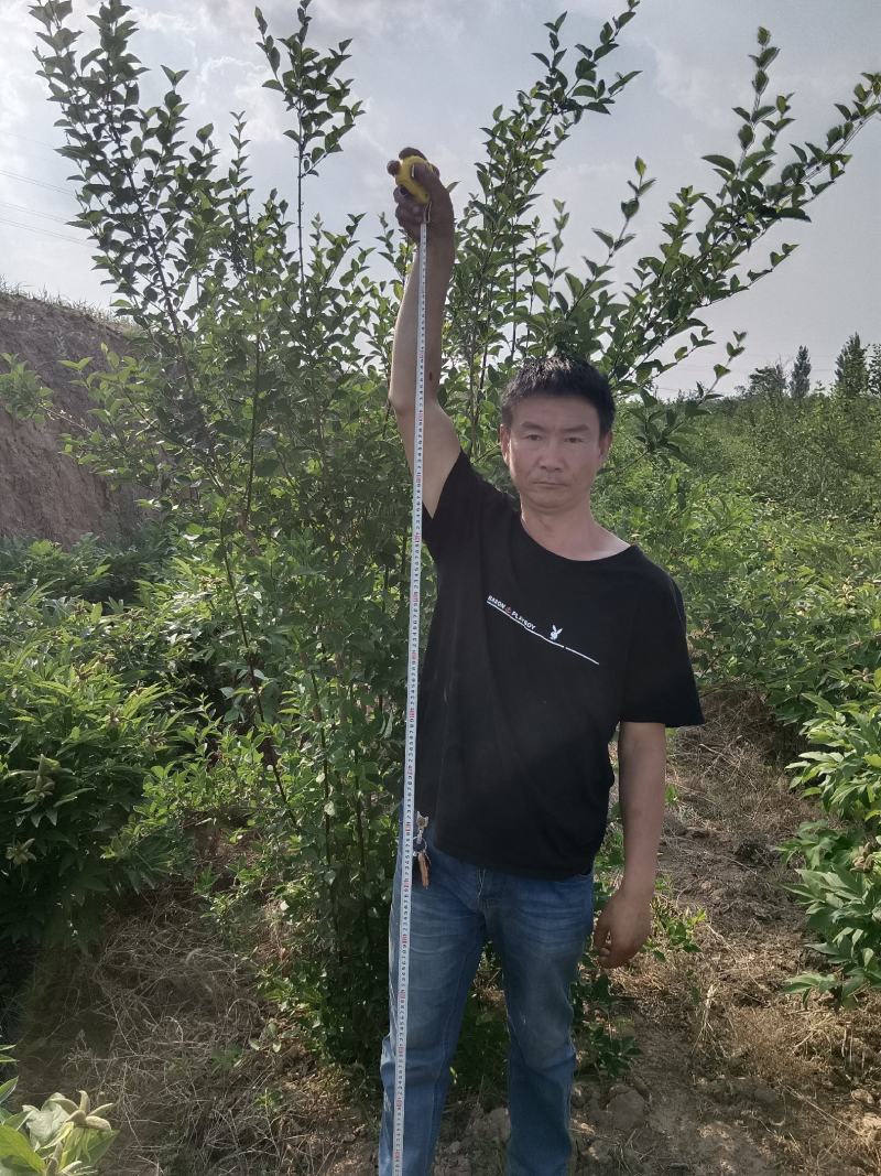 连翘苗各种规格齐全，支持线上交易，快递发货，价格低