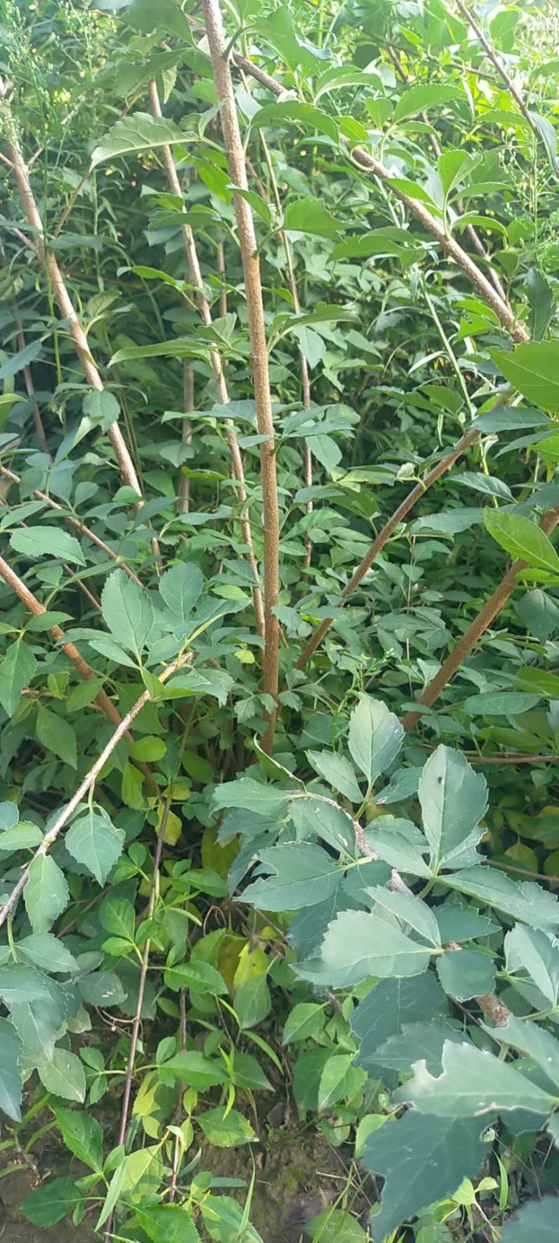 连翘苗各种规格齐全，支持线上交易，快递发货，价格低